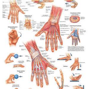 The Hand & Wrist Chart